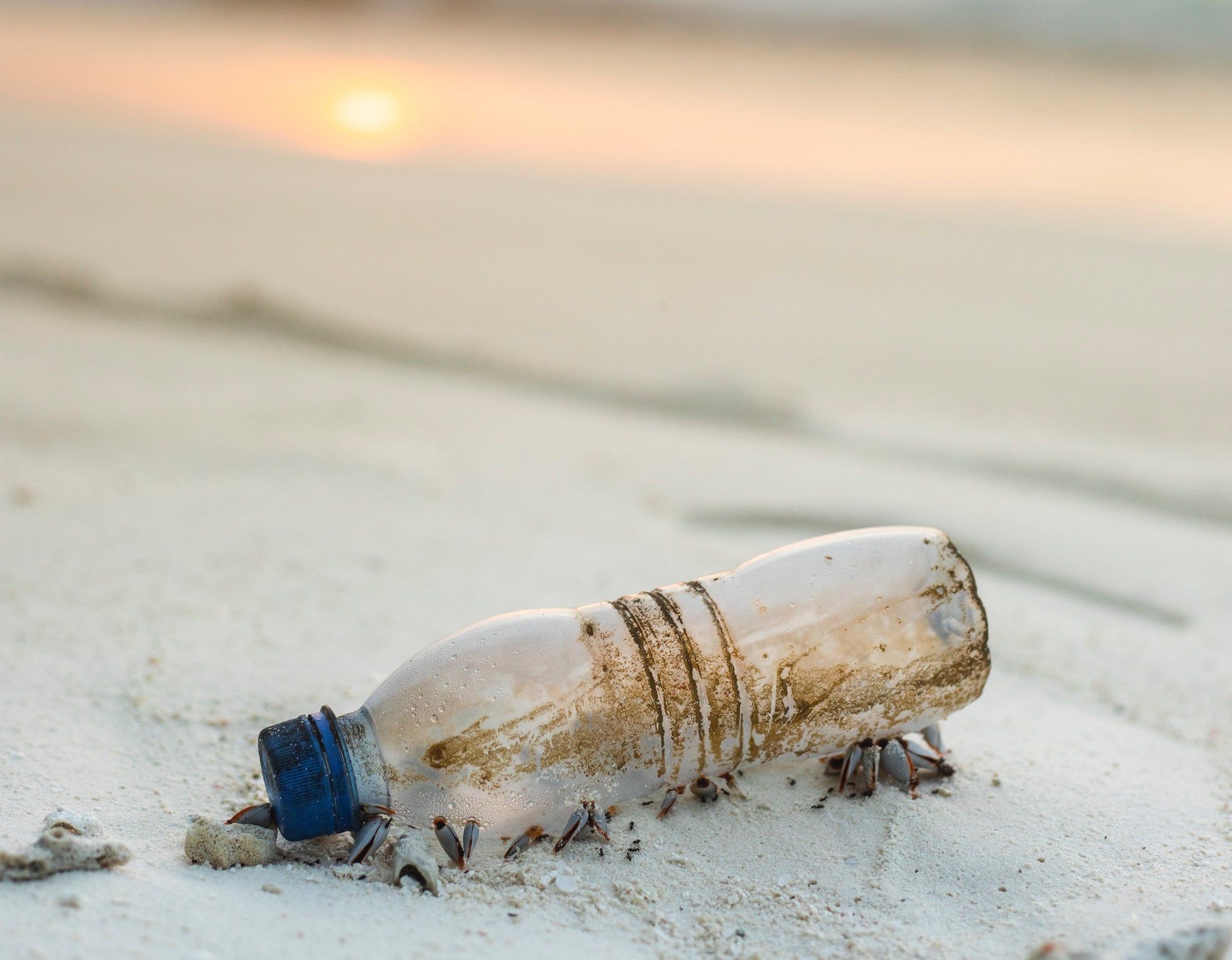 Plastic eating bacteria discovered: a solution to solve pollution crisis?